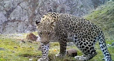 Akdeniz ve Ege'de 'Anadolu leoparı' heyecanı