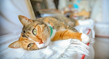 300 bin kedi öldü! FİP hastalığı, salgını nedir?