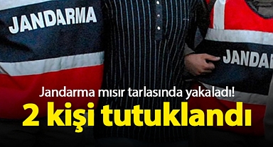 Jandarma mısır tarlasında yakaladı! Karaman'da 2 kişi tutuklandı