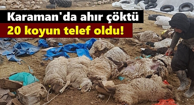 Karaman'da ahır çöktü, 20 koyun telef oldu!