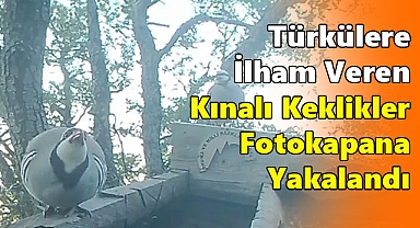 Karaman'da Doğal Güzellikler: Türkülere İlham Veren Kınalı Keklikler Fotokapana Yakalandı
