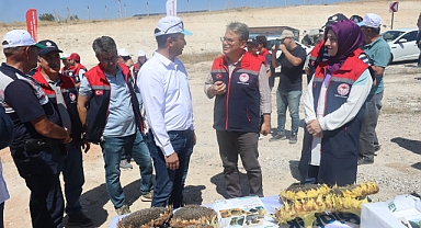 Karaman’da Yağlık Ayçiçeği Hasadı Başladı!