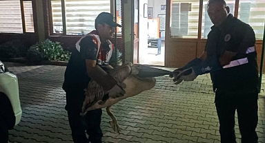Karaman'da Yaralı Pelikan Kurtarıldı: Çevre ve Doğa Koruma Çalışmaları Devam Ediyor