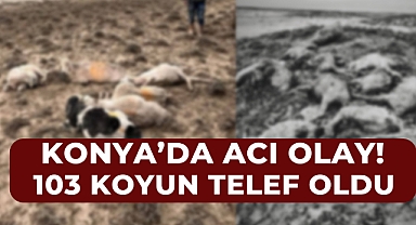 Konya Cihanbeyli’de Acı Olay: 103 Koyun Telef Oldu!