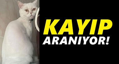 Karaman'da kaybolan kedi aranıyor!