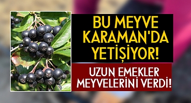 Bu meyve Karaman'da yetişiyor!