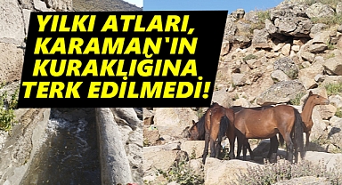 Karaman Belediyesi Yılkı Atlarını Unutmadı!