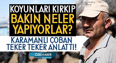 Koyunlar Neden Kırpılır? Yılların Çobanı Teker Teker Anlattı!