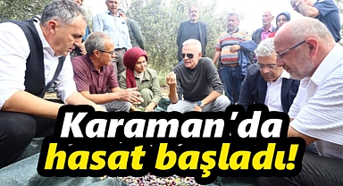 Karaman'da yer fıstığı ve zeytin hasadı başladı