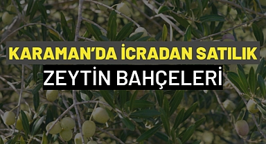 Karaman'da icradan satılık zeytin bahçeleri