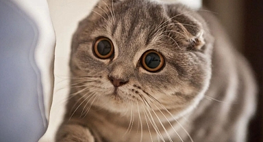 Scottish Fold Fiyatları, Bakımı ve Özellikleri