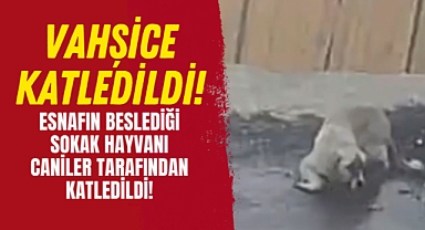 Karaman’da Sokak Köpeği Vahşice Katledildi