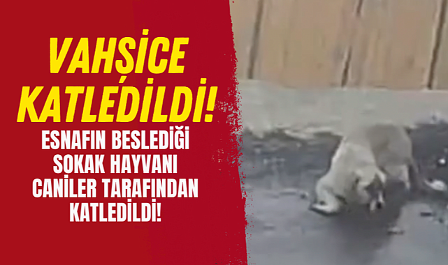 Karaman’da Sokak Köpeği Vahşice Katledildi