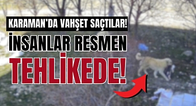 Ekinözü köyünde başıboş köpek dehşeti