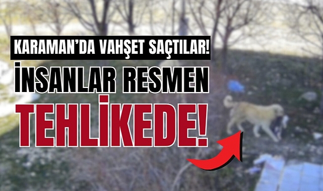 Ekinözü köyünde başıboş köpek dehşeti