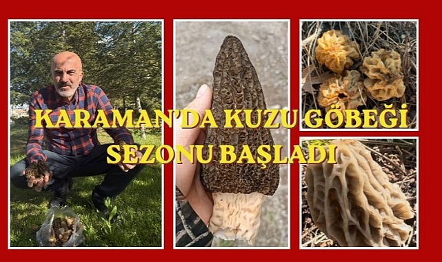 Karaman’da kuzu göbeği sezonu başladı