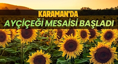 Karaman’da ayçiçeği mesaisi başladı