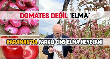 Karaman’da farklı cins elma heyecanı
