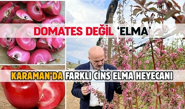 Karaman’da farklı cins elma heyecanı