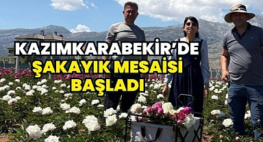 Kazımkarabekir’de Şakayık Hasadı Başladı: Alternatif Tarım Ürünü Üreticiye Kazandırıyor