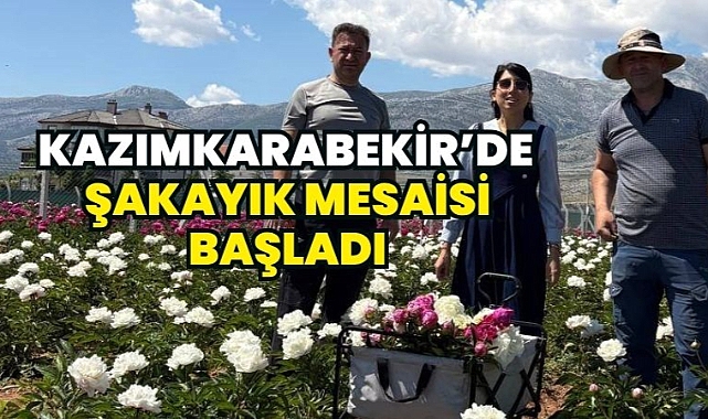 Kazımkarabekir’de Şakayık Hasadı Başladı: Alternatif Tarım Ürünü Üreticiye Kazandırıyor